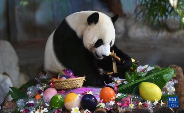 买一只熊猫多少钱,,大熊猫一年的饲养成本？