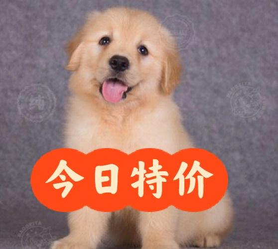 金毛犬多少钱一只幼犬,假金毛三个特点,金毛幼犬多大就可以卖了？