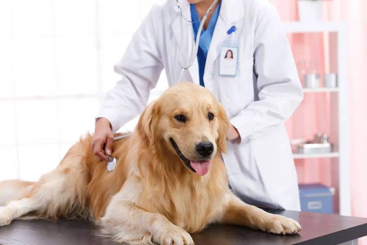 宠物医院检查狗多少钱,宠物医院检查狗多少钱一次,带狗狗做一个全身检查要多少钱？