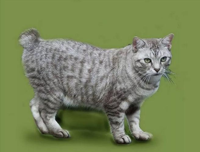 短尾猫多少钱一只,短尾猫多少钱一只图片,尾巴短的猫咪？