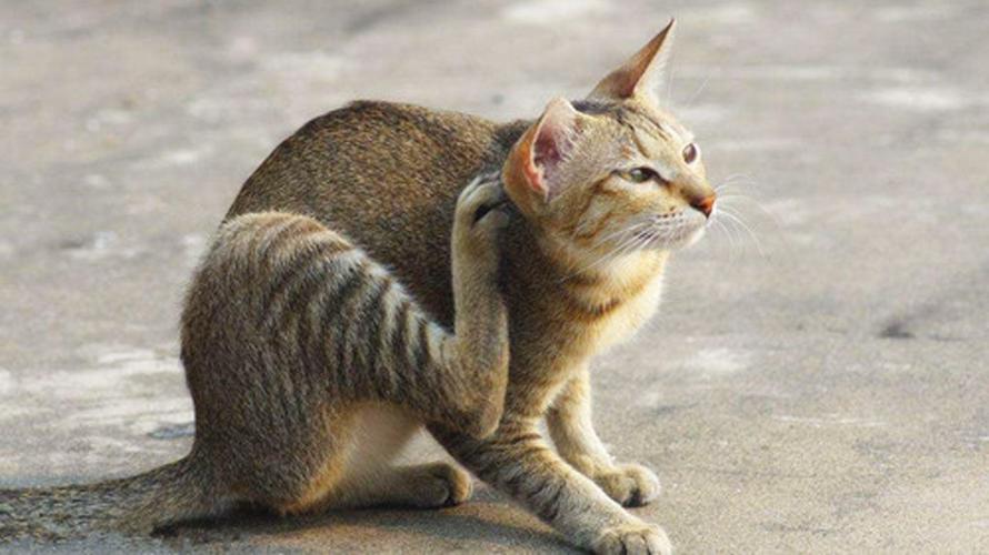 猫咪挠耳朵,猫咪挠耳朵是怎么回事,猫为啥老挠耳朵，猫总是用后爪挠耳朵？