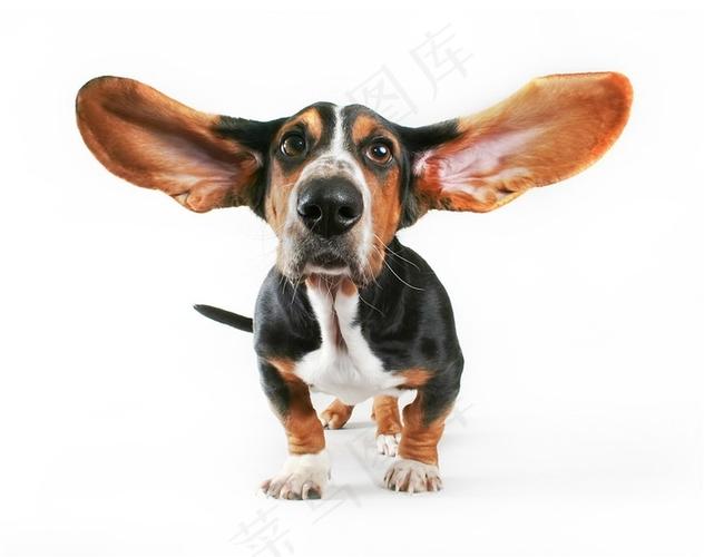 大耳朵的狗,大耳朵的狗狗都是什么品种,大耳朵的犬是什么品种？