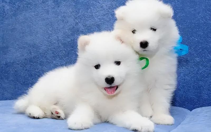 萨摩耶狗狗多少钱一只,萨摩耶狗狗多少钱一只幼崽,最便宜的萨摩耶长什么样？