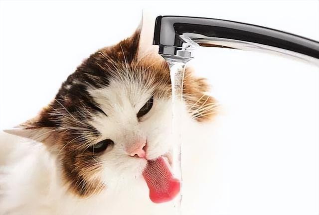 猫咪一天要喝多少水,猫咪一天要喝多少水才够,猫咪一次最多喝多少水？