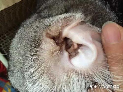 猫咪耳朵痒,猫咪耳朵痒老是挠用什么药,猫咪抓耳挠腮正常吗？