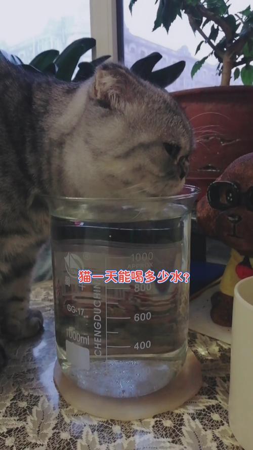 小猫一天要喝多少水,小猫一天要喝多少水正常,猫一天喝多少水？