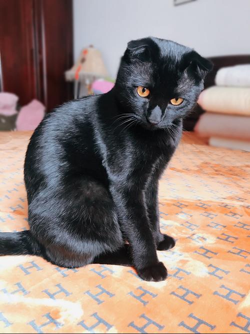 孟买黑猫多少钱一只,孟买黑猫多少钱一只幼崽,孟买猫和俄罗斯蓝猫是多少钱？
