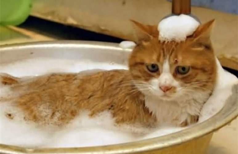 猫咪洗澡多少钱一次,猫咪在宠物店洗澡多少钱一次,猫洗澡水温多少合适？