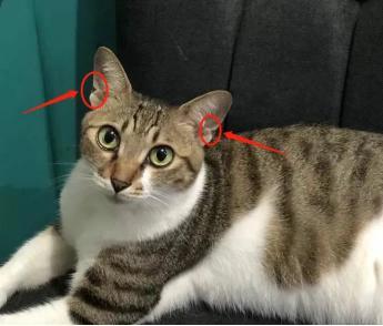 耳朵尖的猫,耳朵尖的猫是什么品种,耳朵尖尖的猫是什么品种？