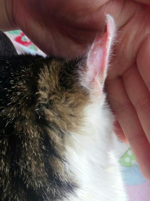 猫咪耳朵掉毛,猫咪耳朵掉毛是什么原因引起的,小猫耳朵上结痂掉毛是怎么回事？