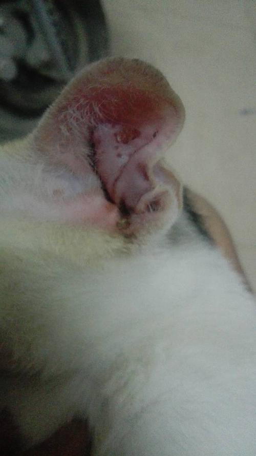 猫耳朵发炎,猫耳朵发炎化脓用什么药,猫的耳朵烂掉怎么办？