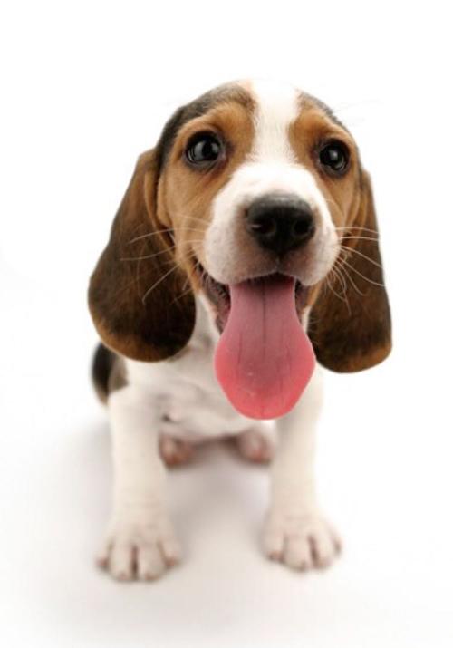 大耳朵小狗,大耳朵小狗有哪些品种,大耳朵的狗聪明吗？