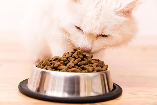 幼猫多少天可以吃猫粮,幼猫多少天可以吃猫粮了,几周幼猫吃猫粮？