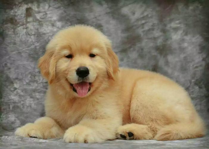 大金毛狗多少钱一只,大金毛狗多少钱一只幼犬,400块钱买了一只金毛，大家看值吗？