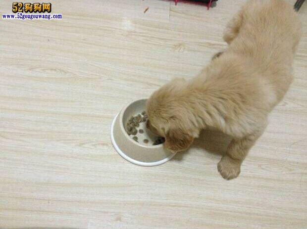 金毛一次吃多少狗粮,一个半月金毛一次吃多少狗粮,4公斤金毛吃多少狗粮？