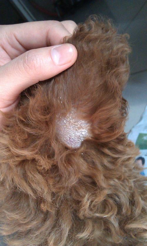 狗狗耳朵掉毛,狗狗耳朵掉毛秃了怎么治疗,狗狗耳朵尖上特别干，还有皮屑，掉毛，小狗老摇头，没其他症状，没空带它去医院，怎么弄呢？