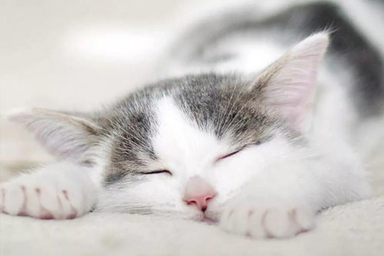猫一天睡多少个小时,猫一天睡多少个小时正常,幼猫一天睡几个小时，是人睡眠时间的两倍？