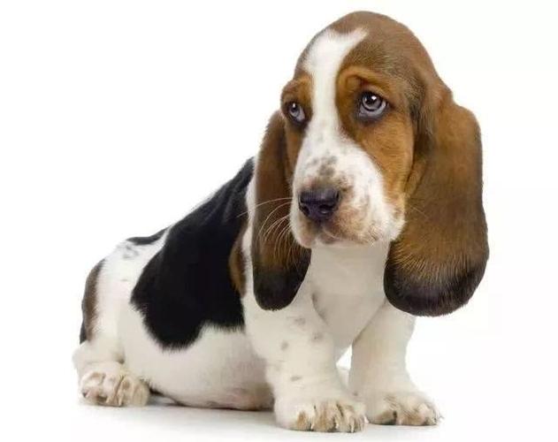 耳朵很大的狗,耳朵很大的狗是什么品种,什么狗的耳朵特别大特别大,还是竖着的？