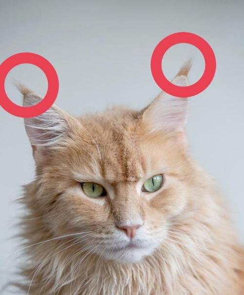耳朵长毛的猫,耳朵长毛的猫是什么品种,猫咪耳朵里为什么会有毛？