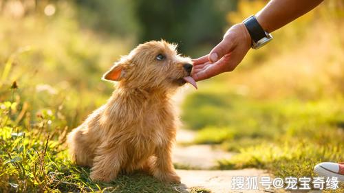 狗狗舔耳朵,狗狗舔耳朵什么意思,为什么小狗喜欢舔人的鼻子和嘴？
