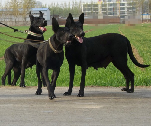 黑狼幼犬多少钱一只,黑狼幼犬多少钱一只在菏泽买到,黑狼犬和黑熊犬哪个贵？