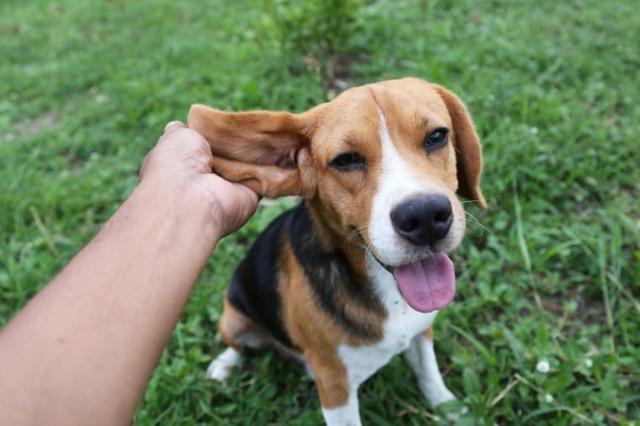 剪耳朵的狗,剪耳朵的狗是什么品种,狗狗剪耳有没有风险？