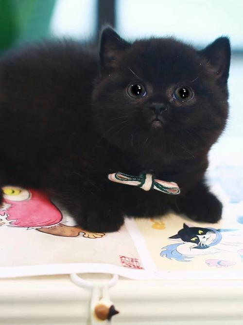 矮脚猫大概多少钱一只,黑色曼基康矮脚猫大概多少钱一只,蓝猫多少元一只？