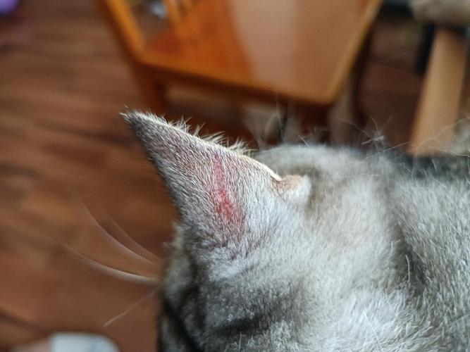 猫耳朵掉皮,猫耳朵掉皮怎么回事,猫的耳朵掉了块小皮屑，是猫藓吗？
