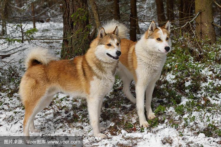 莱卡犬多少钱一只,莱卡犬价格,来自北极的狗有哪些？