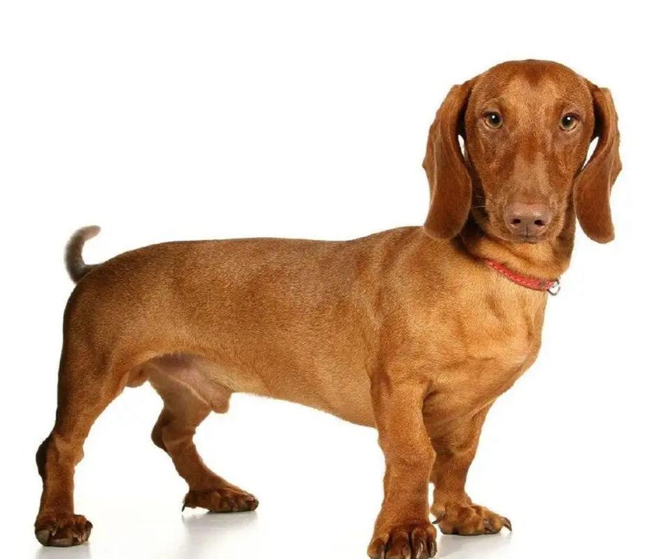 大耳朵猎犬,大耳朵猎犬有哪些品种,这种大耳朵狗是什么品种？