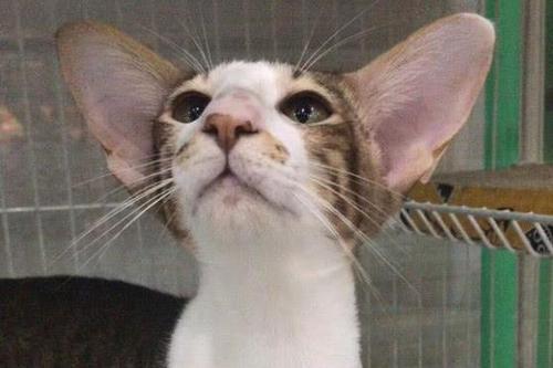 耳朵很大的猫,耳朵很大的猫是什么品种,为什么有的猫耳朵很大？