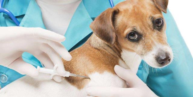 小狗打疫苗多少钱一针,小狗打疫苗多少钱一针一次打几针,小狗狗打疫苗多少钱一针？