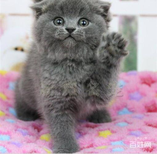 猫咪幼崽多少钱一只,猫咪幼崽多少钱一只便宜,两个月的小蓝猫一百块钱贵不贵？