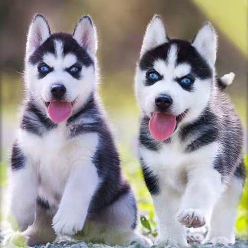 二哈小狗多少钱一只,二哈小狗多少钱一只幼崽,阿拉斯加和哈士奇哪个贵？