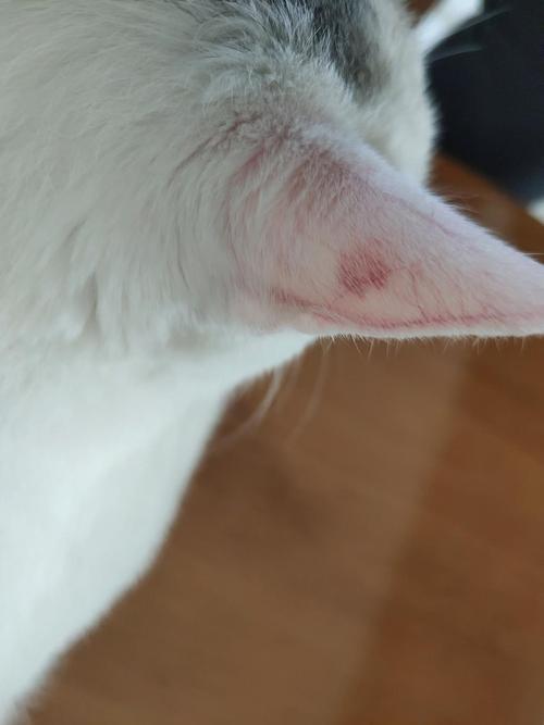 猫咪耳朵红红的,猫咪耳朵红红的热热的,求助，猫猫的耳朵上出现了许多红斑是什么情况？
