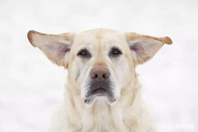 狗耳朵向后,狗耳朵向后贴什么意思,狗狗耳朵朝后代表什么？