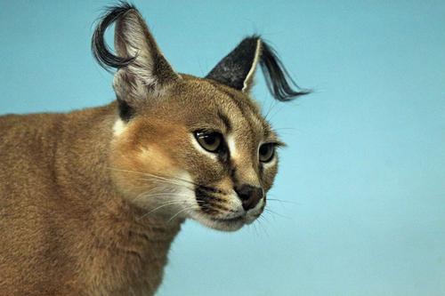 耳朵很长的猫,耳朵很长的猫咪是什么品种,猫耳朵毛很长是什么品种？
