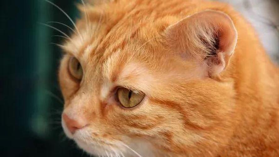 猫的耳朵的作用,猫的耳朵的作用和特点,猫的副耳作用？