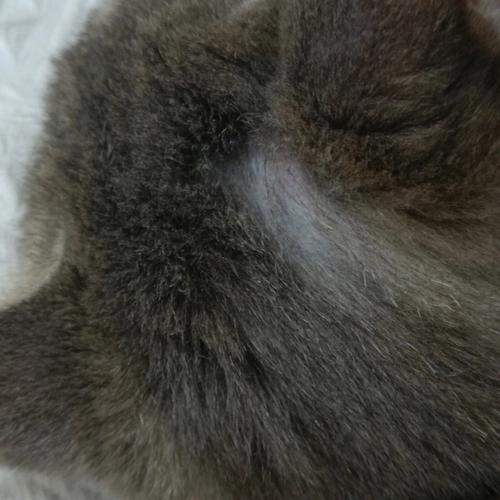猫咪耳朵真菌感染,猫咪耳朵真菌感染怎么治疗,猫猫耳朵旁边的毛秃了怎么办？