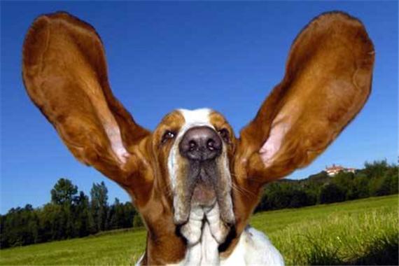 耳朵特别大的狗,耳朵特别大的狗叫什么,耳朵很大的狗，这是什么品种？我查了下好像都不是和这种很像？