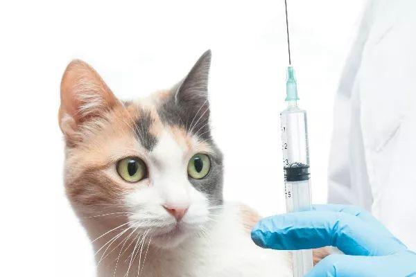 猫打疫苗一共多少钱,田园猫打疫苗一共多少钱,小猫打疫苗多少钱？