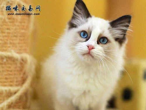 猫最便宜多少钱一只,布偶猫最便宜多少钱一只,世界上最便宜的猫有哪些，多少钱？