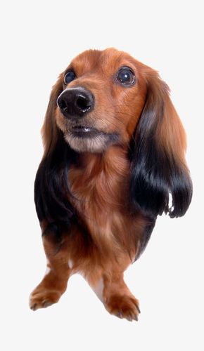 长耳朵狗狗的品种,长耳朵狗狗的品种图片,长耳朵红棕毛的狗是什么品种？
