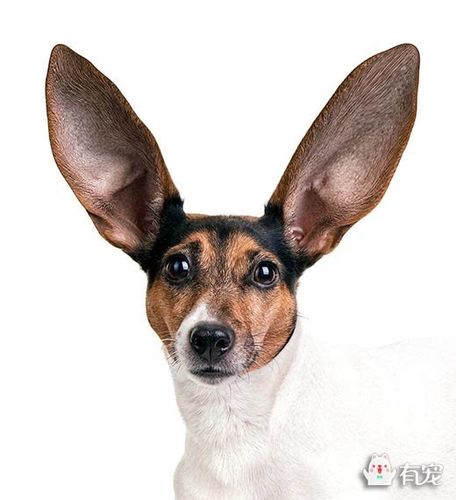 狗耳朵的特点,狗耳朵的特点和作用,狗的耳朵怎么形容？