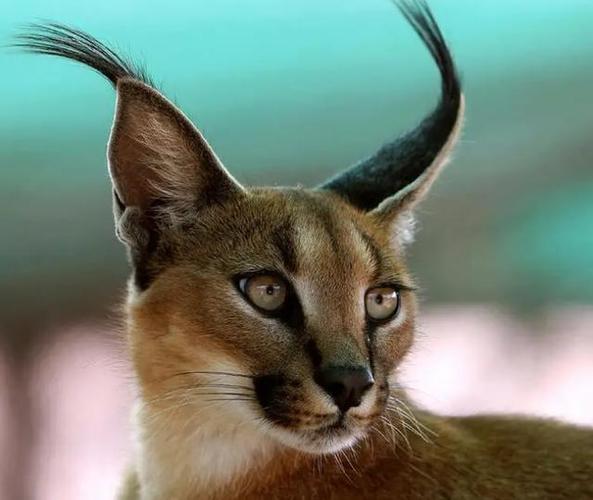耳朵很尖的猫,耳朵很尖的猫是什么品种,猫的耳朵圆的还是尖的？
