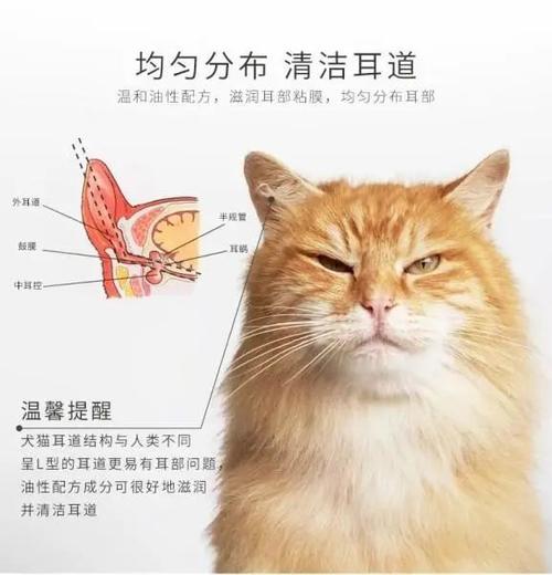 猫咪耳朵结构,猫咪耳朵结构图片,猫咪耳道什么样的？