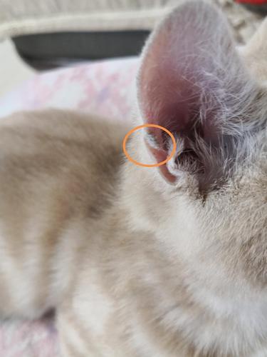猫咪耳朵上有结痂,猫咪耳朵上有结痂怎么回事,猫耳朵内结痂是猫藓还是耳螨？