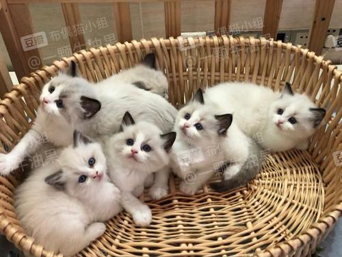 白色布偶猫多少钱一只,白色布偶猫多少钱一只幼崽,布偶纯白的是什么品种？