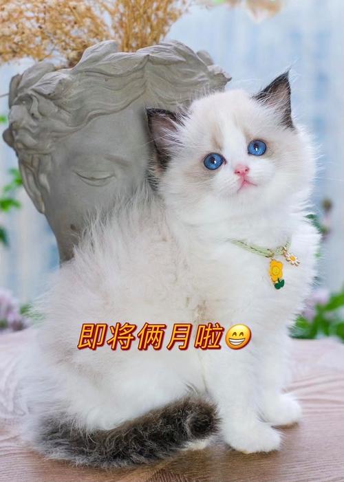 白色布偶猫多少钱一只,白色布偶猫多少钱一只幼崽,纯种白色蓝眼睛布偶猫多少钱？