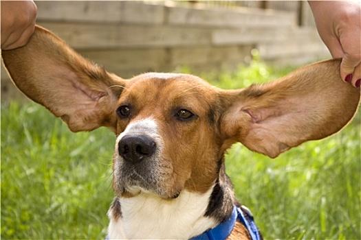 大耳朵狗狗品种图片,大耳朵狗狗品种图片及名字,大耳朵的狗狗是什么？